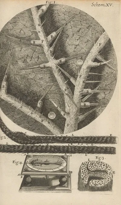 Microscopic View Of Nettles And Other Venomous Plants
