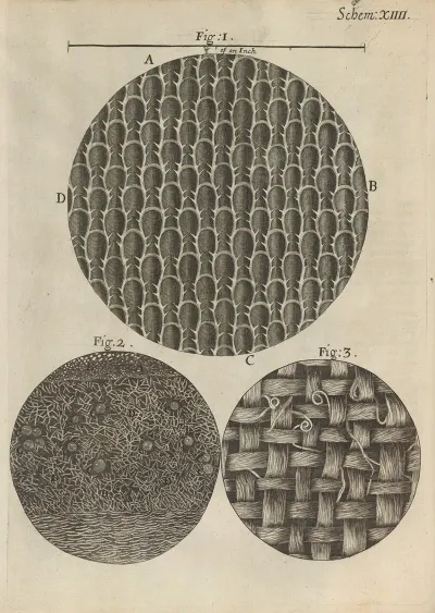 Microscopic View Of Seaweed Rosemary And Other Leaves