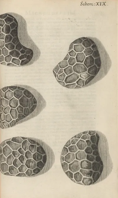 Microscopic View Of Seeds Of Poppy