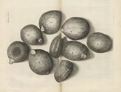 Microscopic View Of Seeds Of Thyme