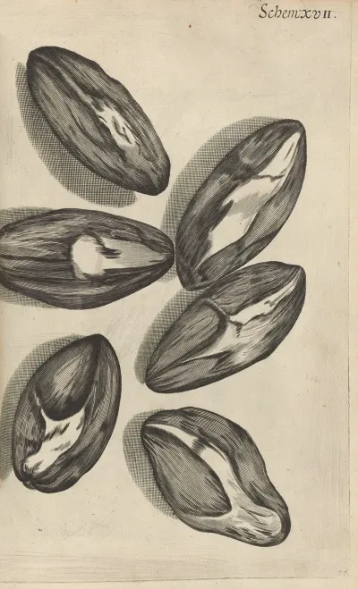 Microscopic View Of Seeds Of Venus Looking Glass Or Corn Violet
