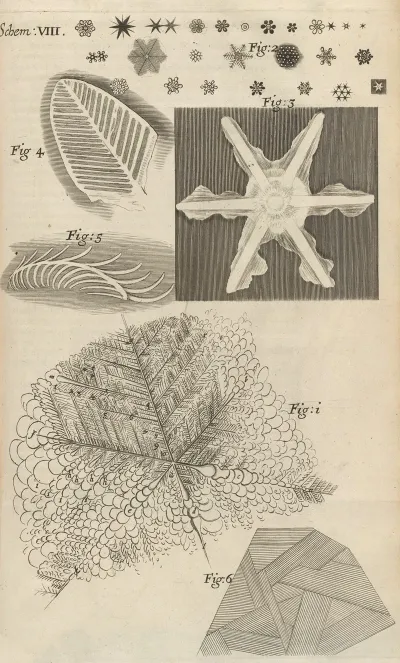 Microscopic View Of Several Kinds Of Frozen Figures