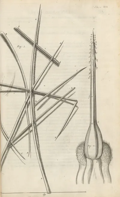 Microscopic View Of Several Sorts Of Hair And Bees Stinger