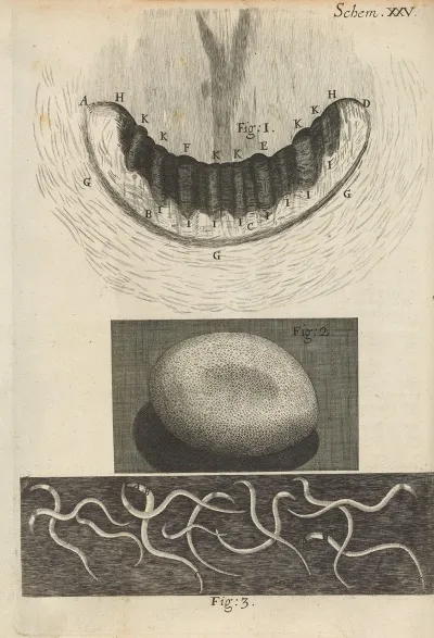Microscopic View Of Snail Teeth And Silkworm Egg