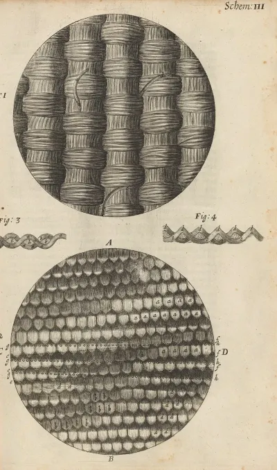 Microscopic View Of Taffeta And Silk