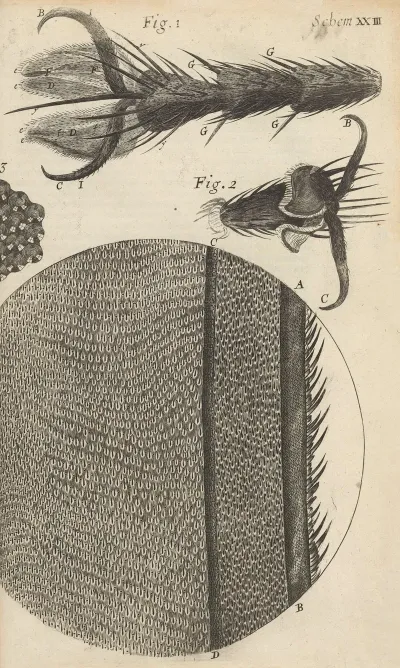 Microscopic View Of The Feet And Wings Of Flies