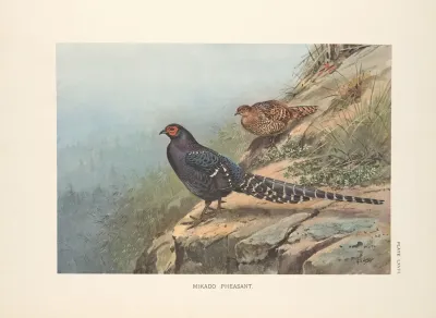 Mikado Pheasant Syrmaticus Mikado