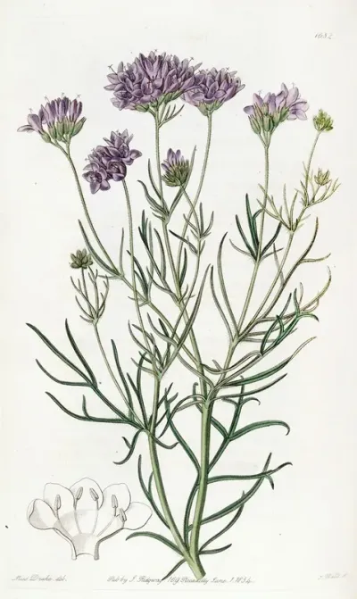 Milfoil Leaved Gilia