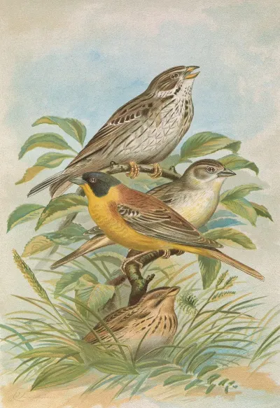 Miliaria Calandra Emberiza Melanocephala Scopoli