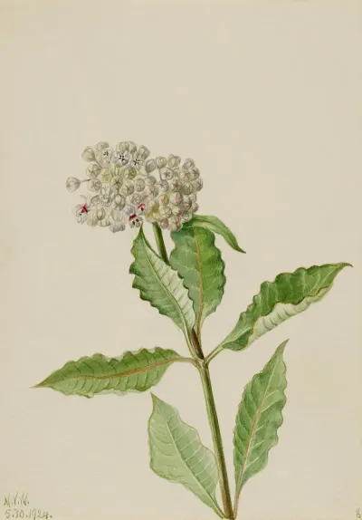 Milkweed Ascelpias