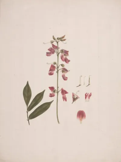 Millettia Ferruginea Hochst Baker