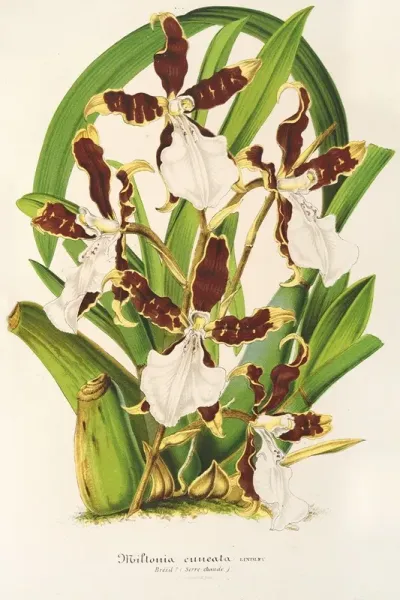 Miltonia Cuneata