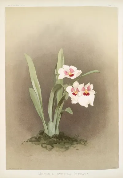 Miltonia Hybrida Bleuana