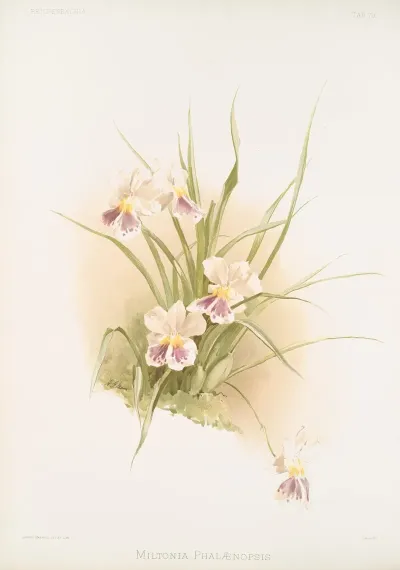 Miltonia Phalaenopsis