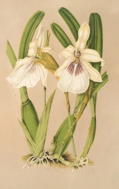 Miltonia Spectabilis Var Virginalis