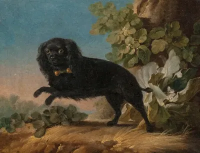 Mimi Le Chien Favorite De Madame De Pompadour