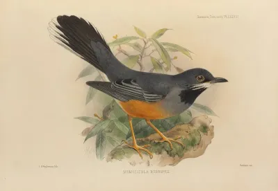 Mimocichla Rubripes