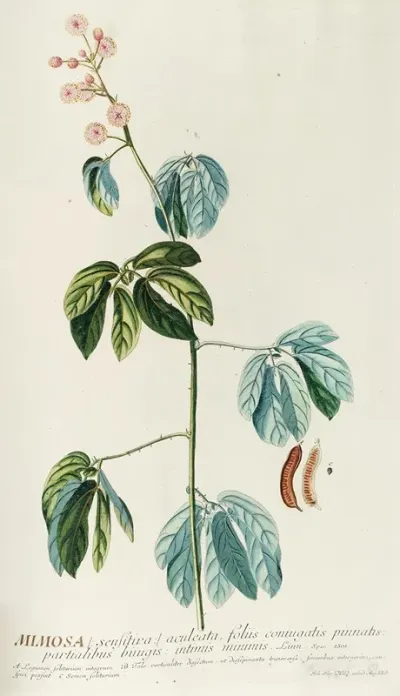 Mimosa 3