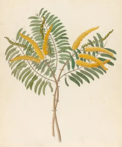 Mimosa Acacia Caffra