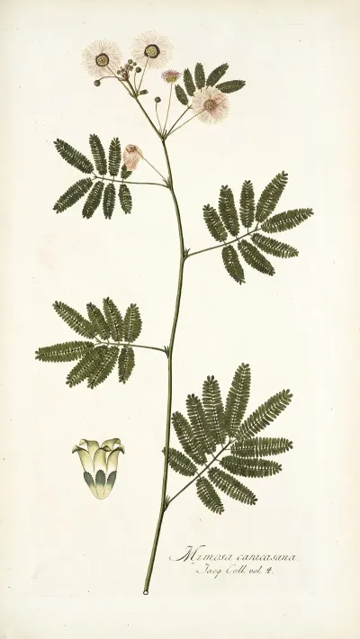 Mimosa Caracasana