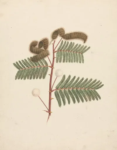 Mimosa Pigra L