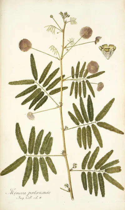 Mimosa Portoricensis