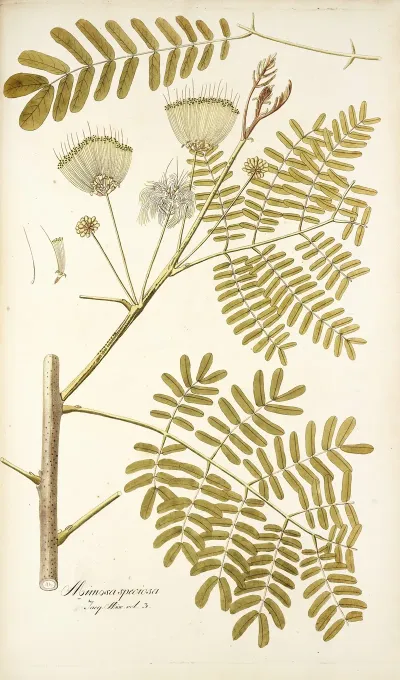 Mimosa Speciosa