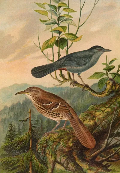 Mimus Carolinensis Harporhynchus Rufus