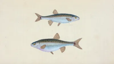 Minow Cyprinus Phoxinus