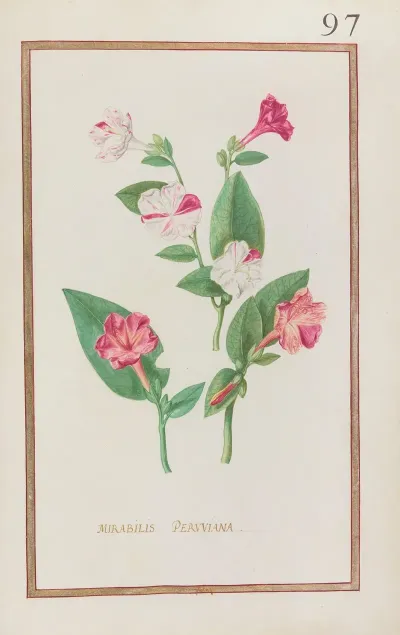 Mirabilis Peruviana