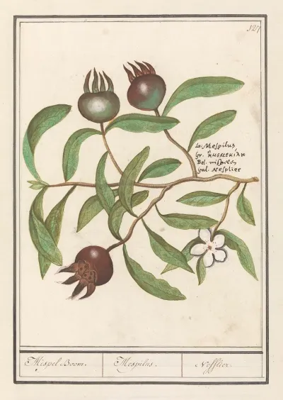 Mispel Mespilus Germanica Mispel Boom Mespilus Nefflier