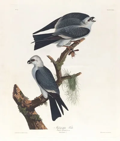 Mississippi Kite