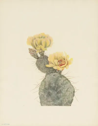 Missouri Pricklypear Opuntia Polyacantha 2
