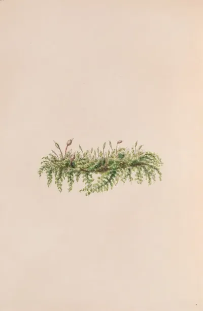 Mistletoe