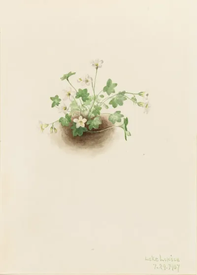 Mistmaiden Romanzoffia Sitchensis 2