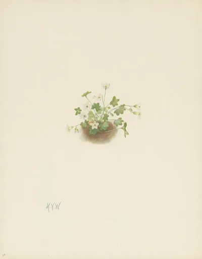 Mistmaiden Romanzoffia Sitchensis 3