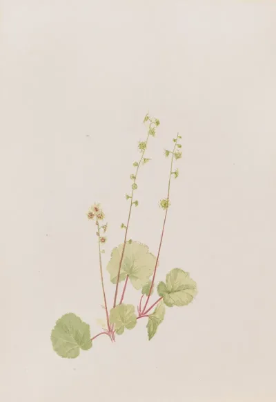 Mitella Nuda