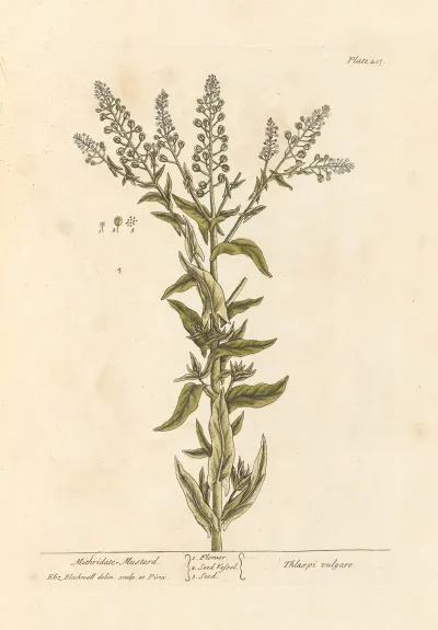 Mithridate Mustard