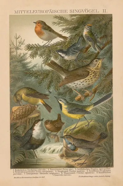 Mitteleuropaische Singvogel Ii