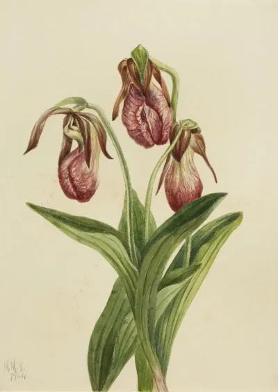 Moccasin Flower Cypripedium Acaule