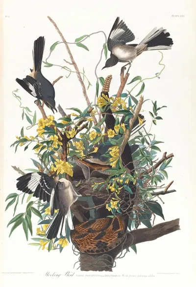 Mocking Bird
