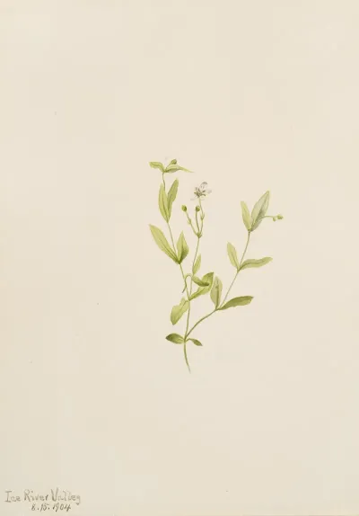 Moehringia Laberiflora