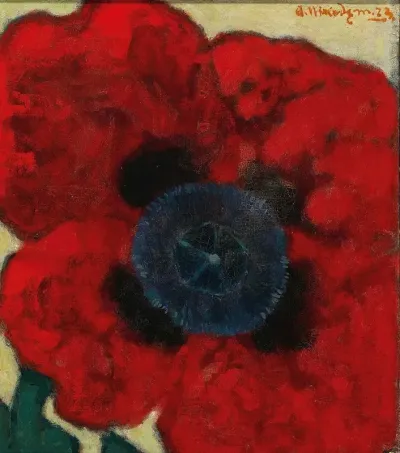 Mohnblume Poppy Flower