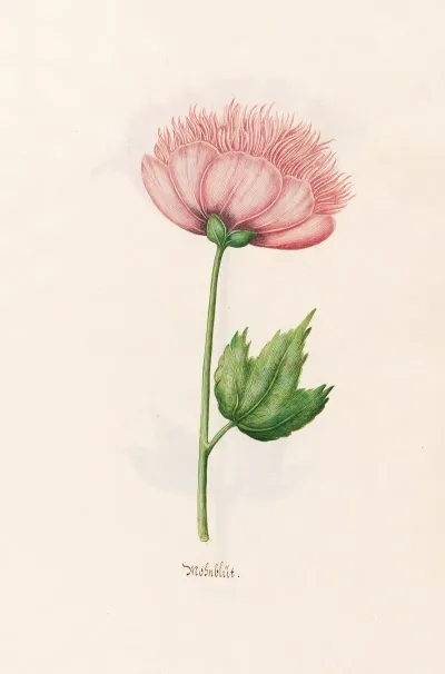 Mohnblut 2