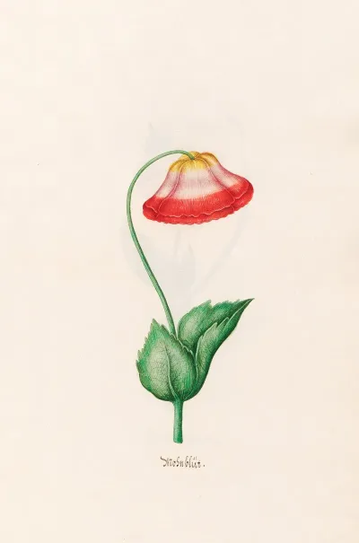 Mohnblut 3