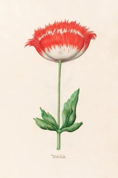 Mohnblut