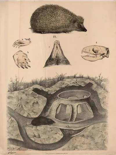 Mole 2