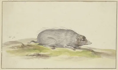 Mole To The Right