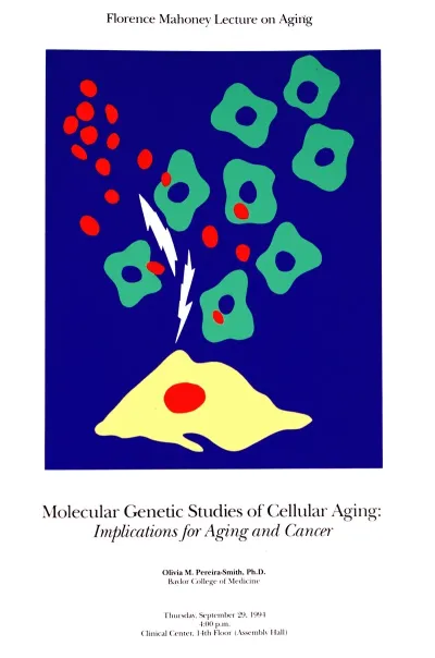 Molecular Genetic Studies Of Cellular Aging