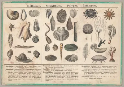 Mollusken Strahlthiere Polypen Infusorien